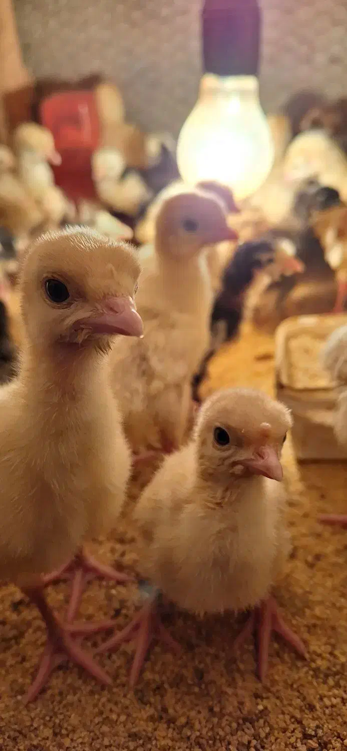 جوجه بوقلمون بیوتی سیکس|حیوانات مزرعه|قائم‌شهر, |دیوار