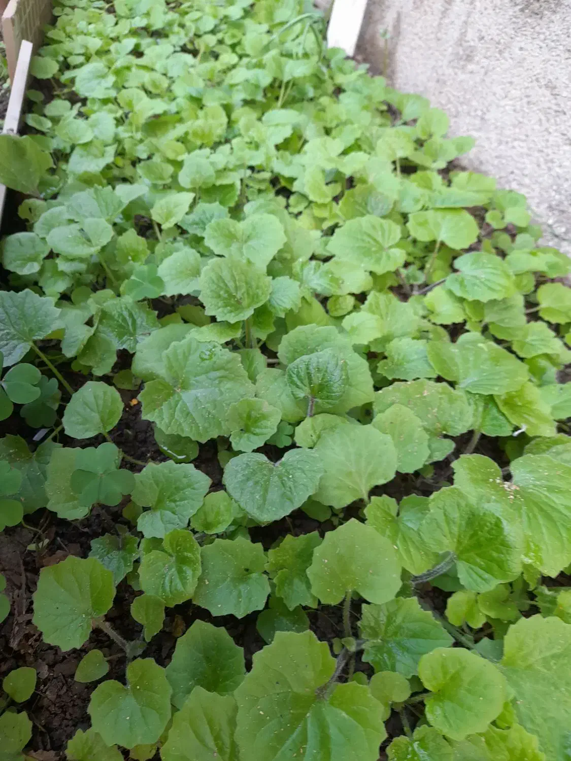 گل سینره امسال|گل و گیاه طبیعی|تالش, هشتپر|دیوار