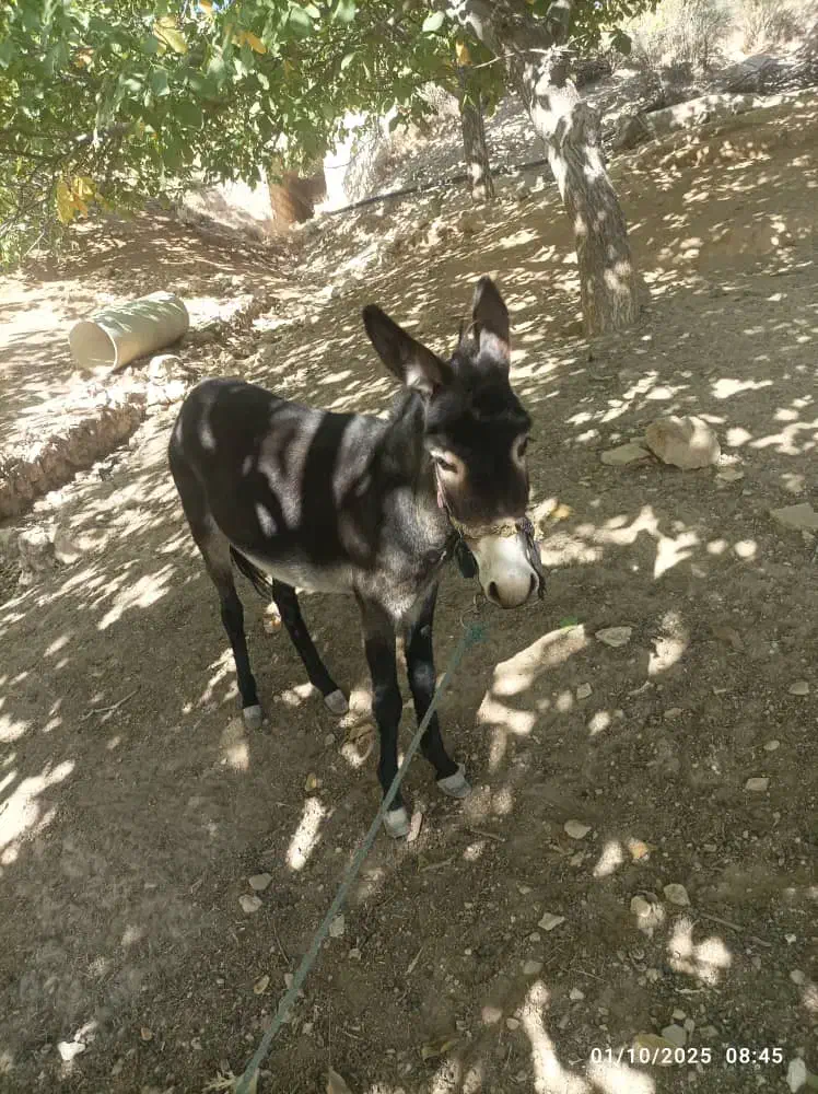 الاغ ماده جوان کاملا اصیل دو سال شماره|حیوانات مزرعه|صدرا-فارس, باغشهر گلبهار صدرا|دیوار