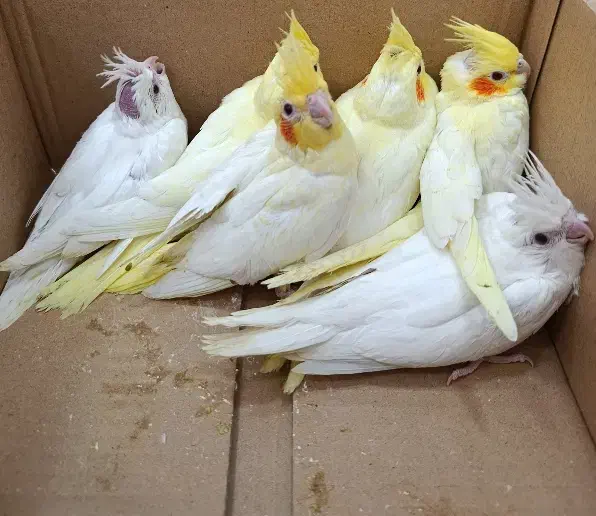 جوجه عروس لوتینو و آلبینو سرلاکی کیفیت بالاودونخور|پرنده|خورموج, |دیوار