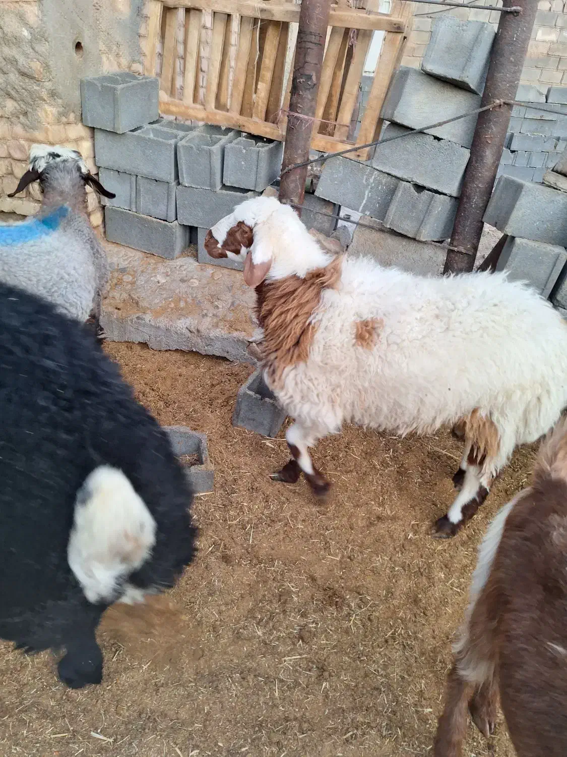 فروش سه عدد بره نر پلواری و دوعد میش بره|حیوانات مزرعه|مشهد مرغاب, |دیوار