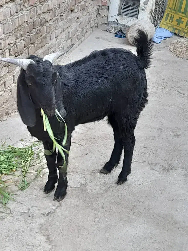 بزغاله|حیوانات مزرعه|زاهدان, |دیوار