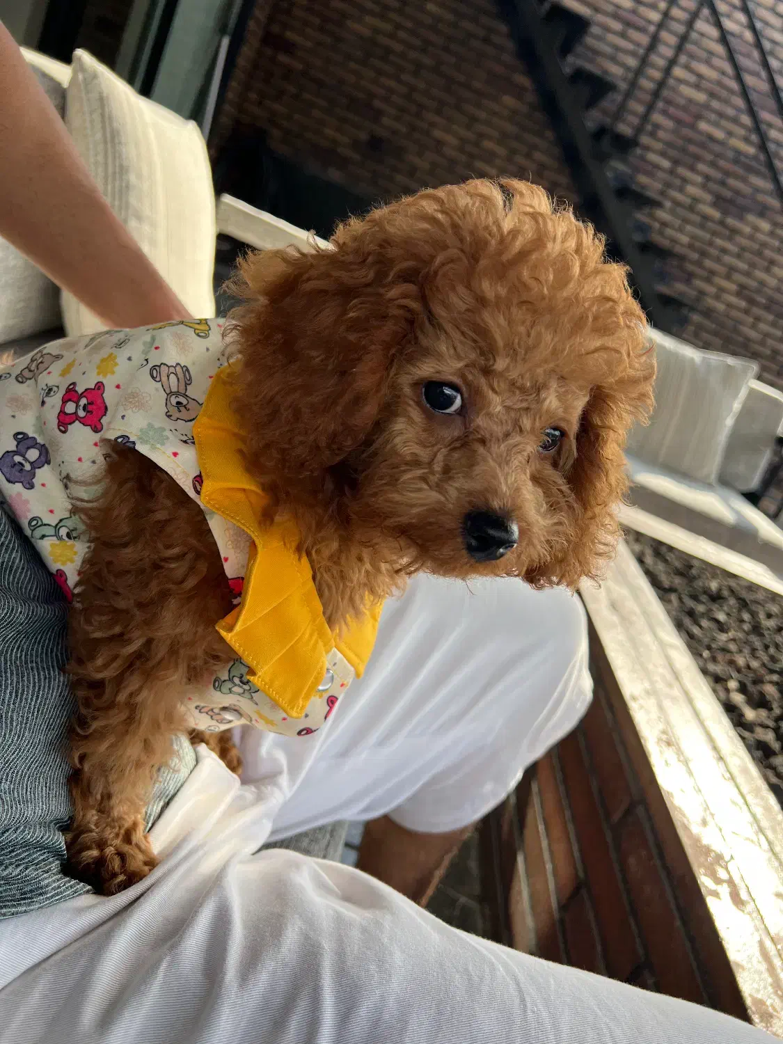 توی پودل دارک رد ( عروسکی ) نژاد اصیل|سگ|یزد, |دیوار