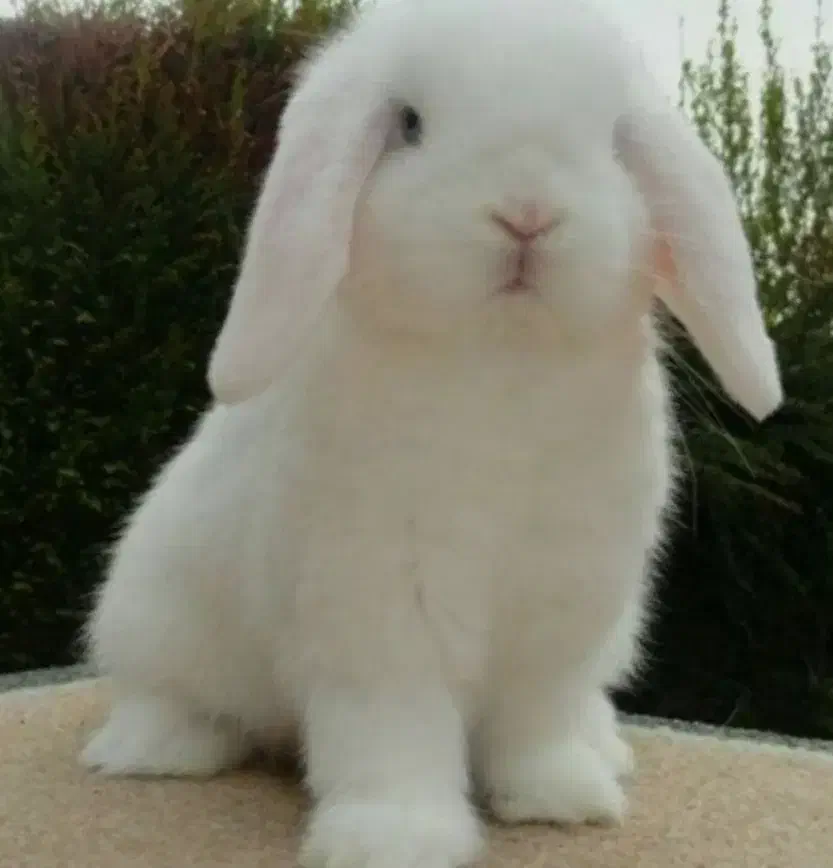 خرگوش لوپ|موش و خرگوش|کرج, گلشهر|دیوار