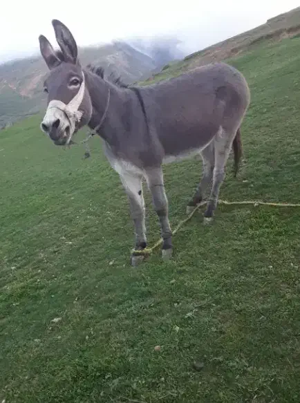 حیوان مزرعه|حیوانات مزرعه|گرمی, |دیوار
