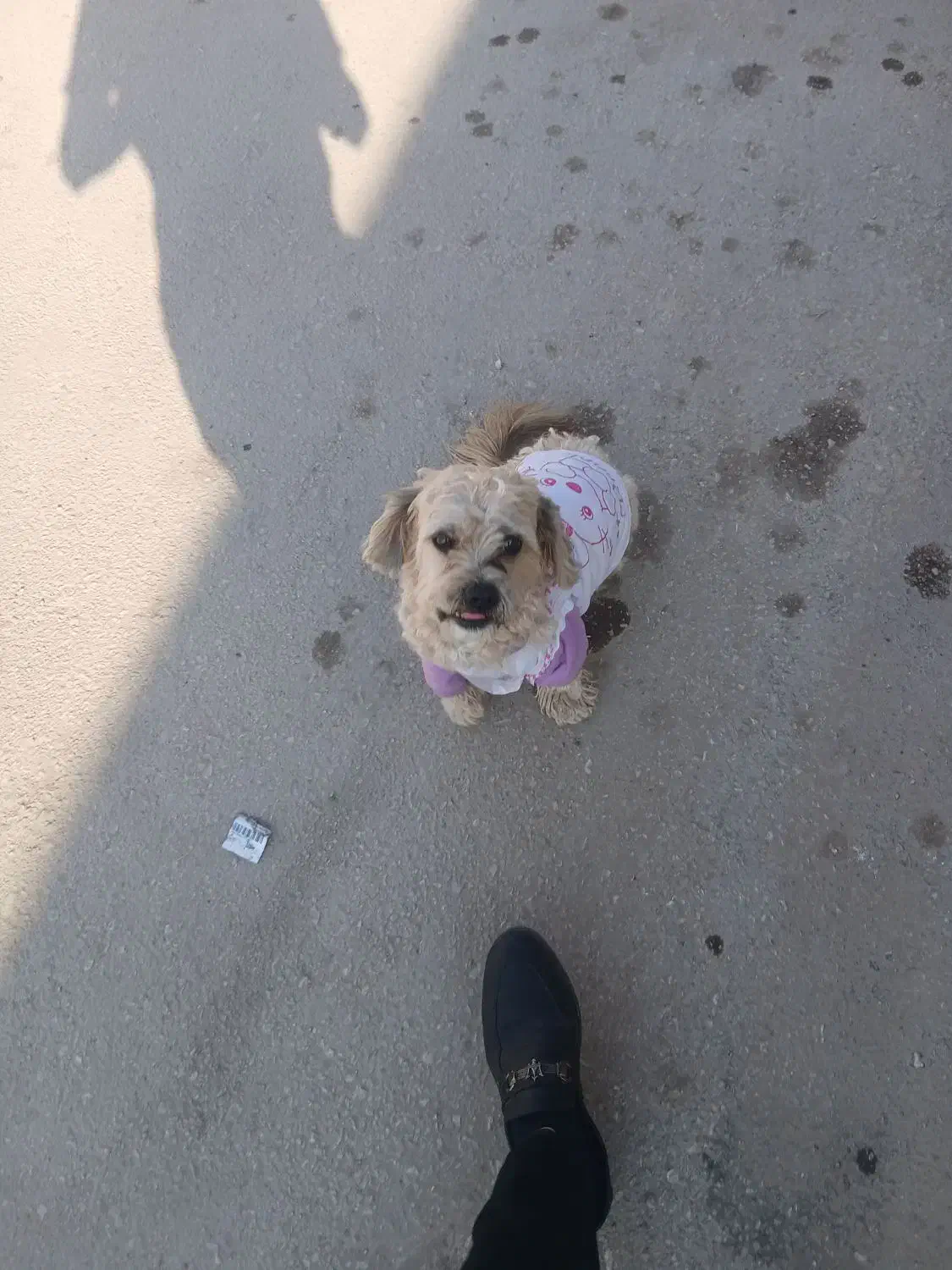 سگ خانگی فهمیده|سگ|طبس, |دیوار