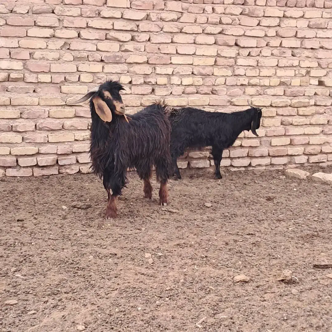 کهره و میش|حیوانات مزرعه|مرودشت, تخت جمشید|دیوار