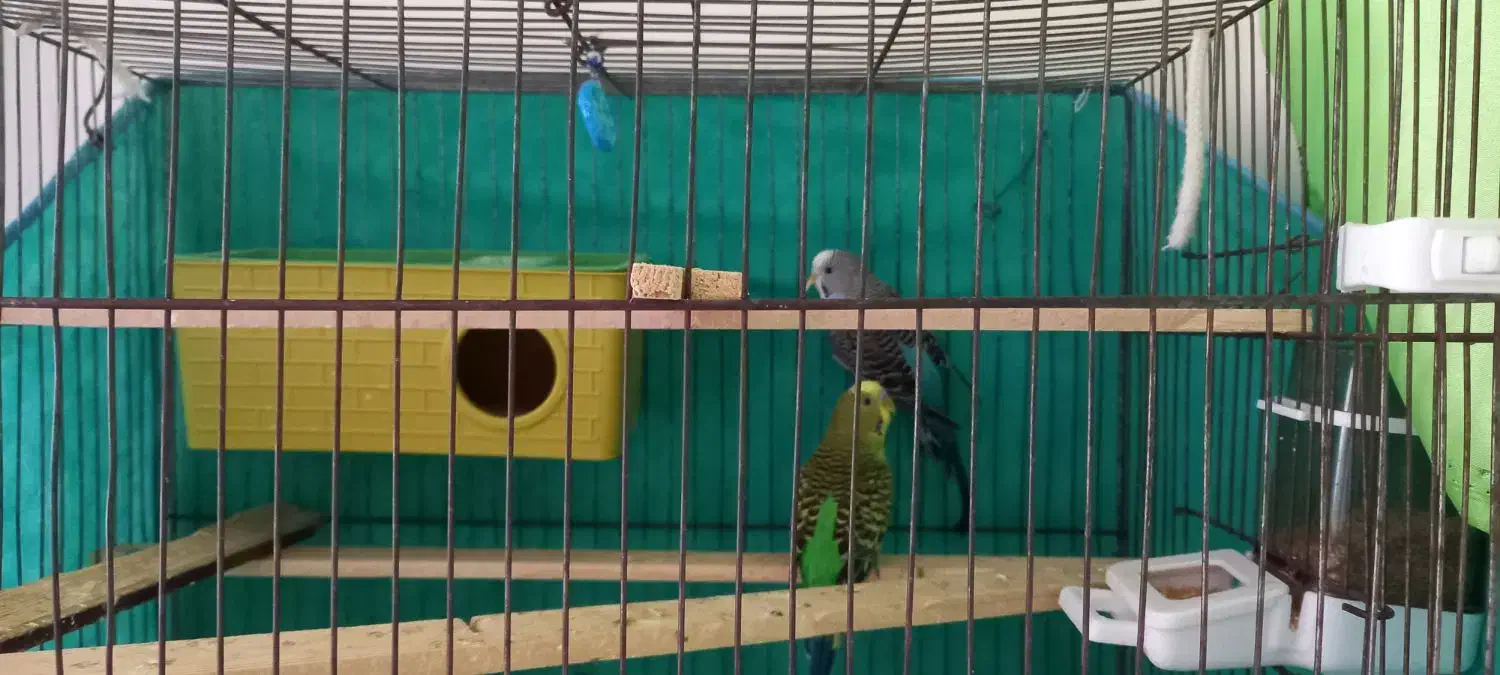 عروس هلندی و مرغ عشق|پرنده|قم, پردیسان|دیوار