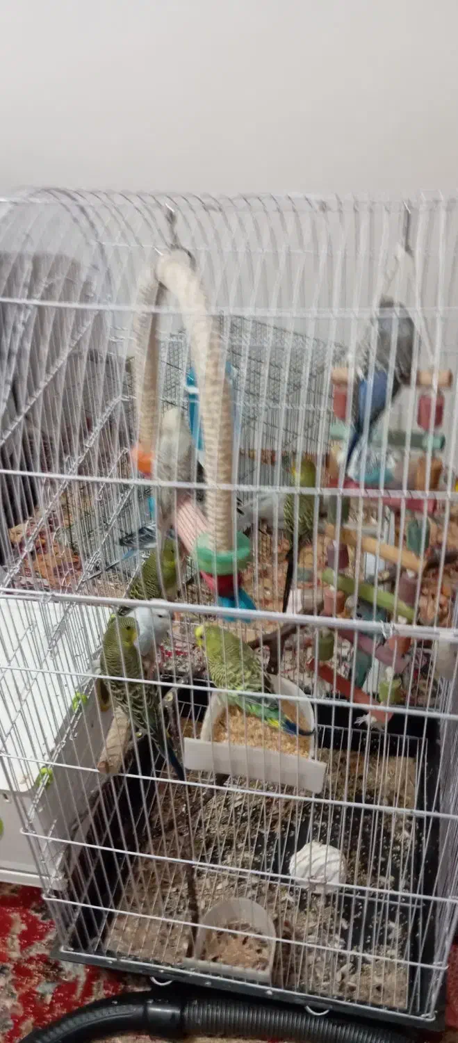 مرغ عشق|پرنده|اردبیل, |دیوار