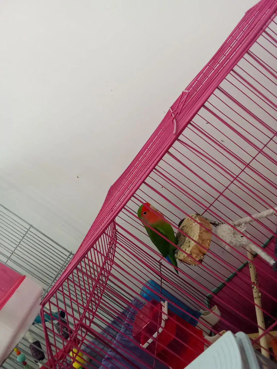 طوطی برزیلی|پرنده|پیشوا, |دیوار