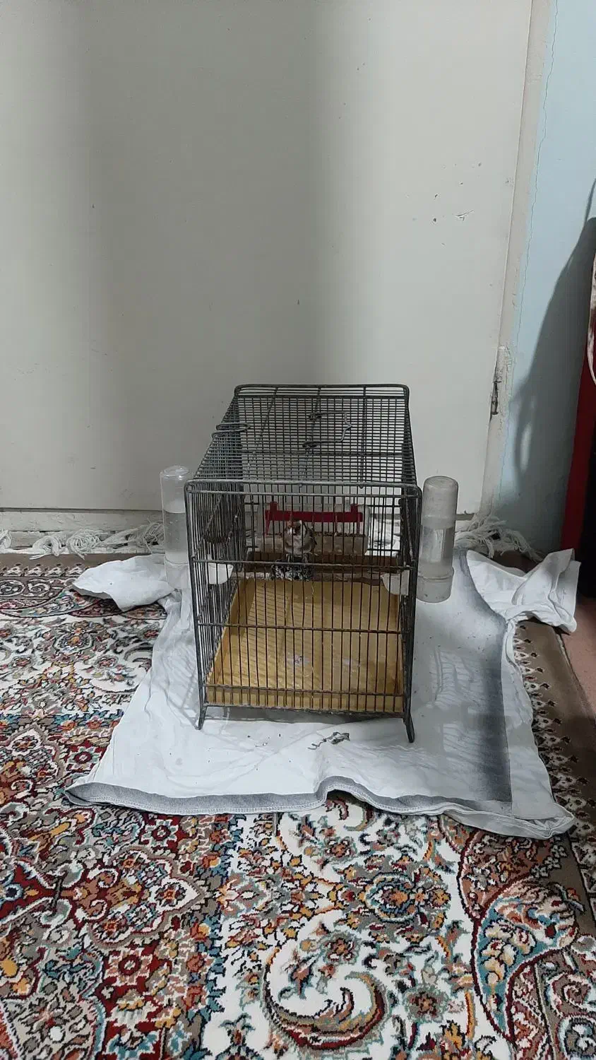 سهره سه سال قفس برای فروش|پرنده|قم, وادی السلام|دیوار