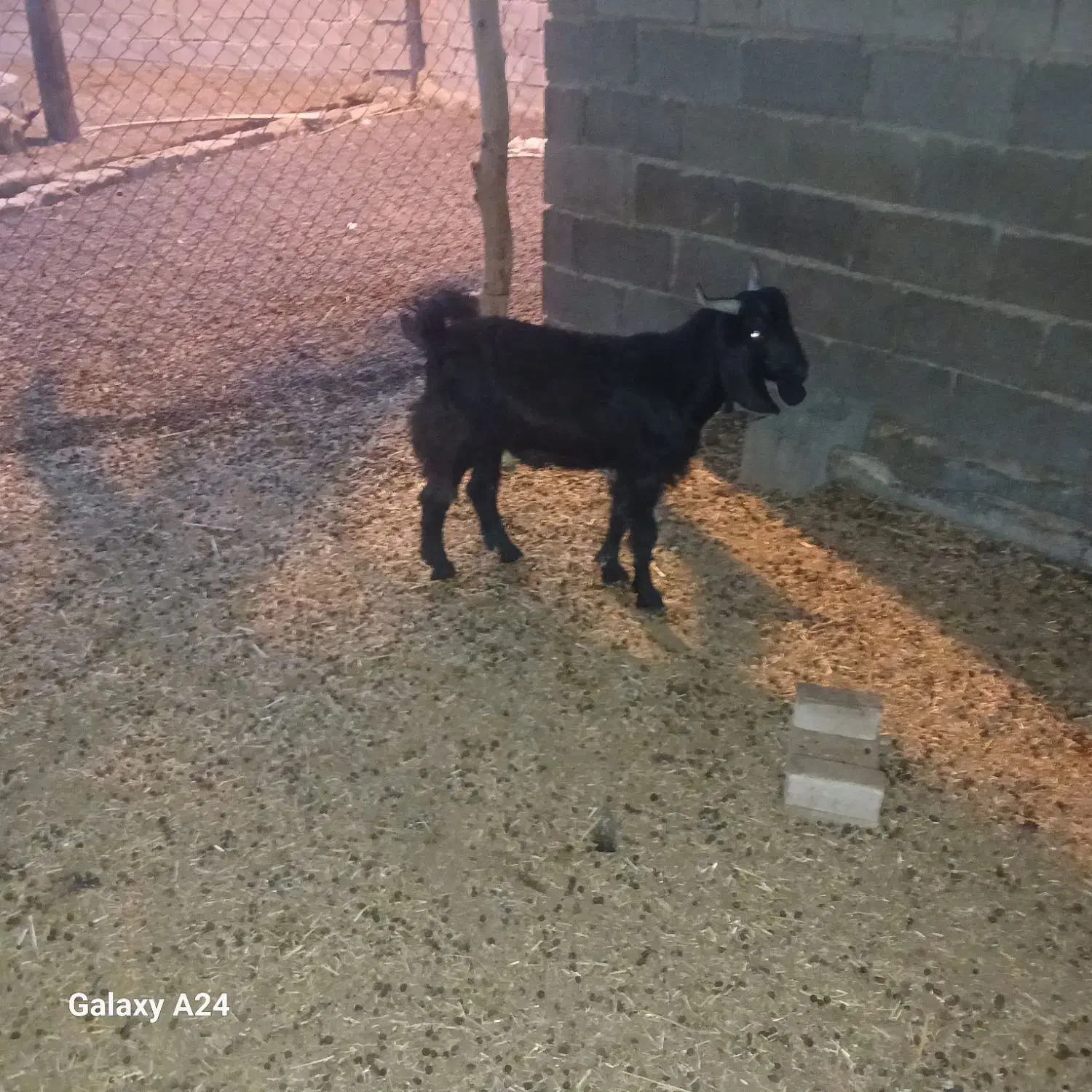 بز وبر قوچ|حیوانات مزرعه|هندیجان, |دیوار