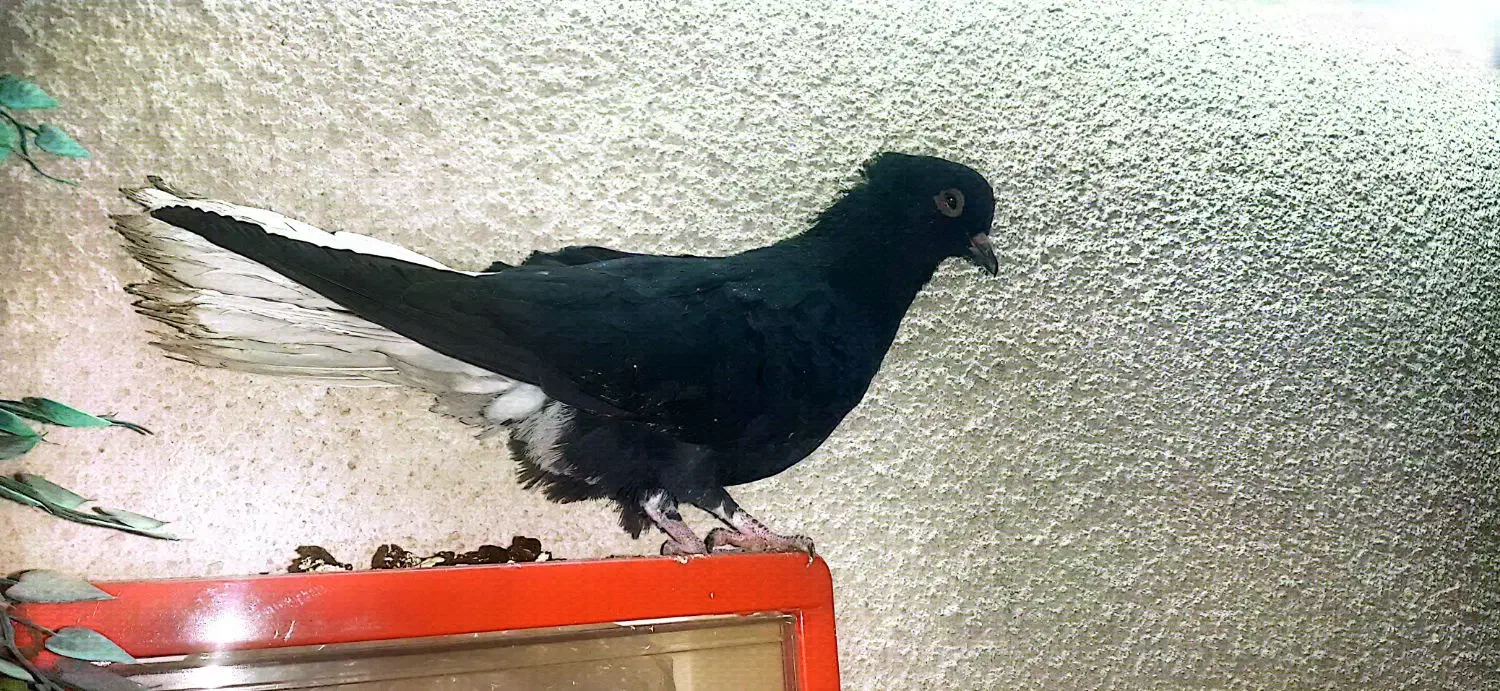 کفتر زیل دم سفید|پرنده|محمدیه-قزوین, |دیوار