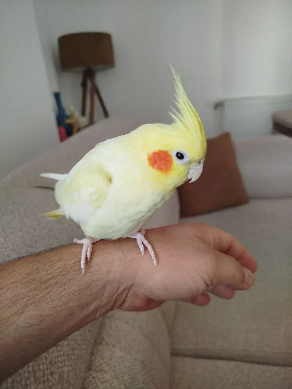 عروس هلندی|پرنده|ساری, |دیوار