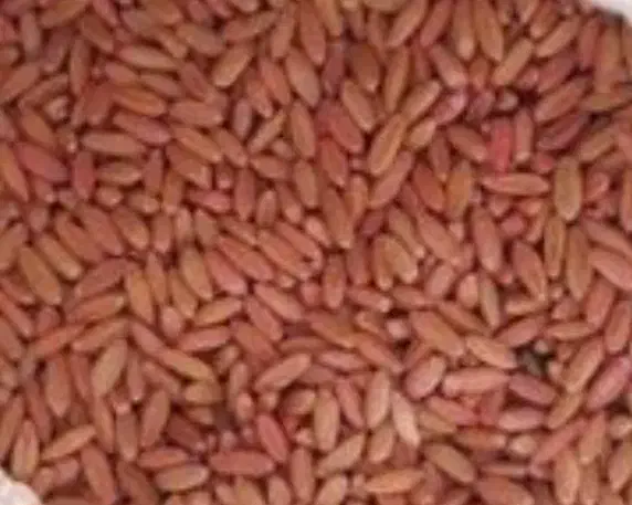 گندم بذر سرداری درجه یک بوجاری شده سم زده|عمده‌فروشی|بیجار, |دیوار