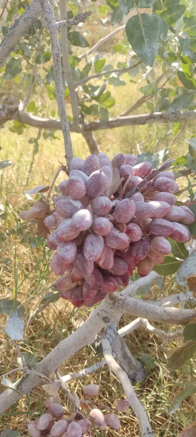 خرید پسته پوک وگو و نخودی روآبی|خدمات باغبانی و درختکاری|رفسنجان, |دیوار