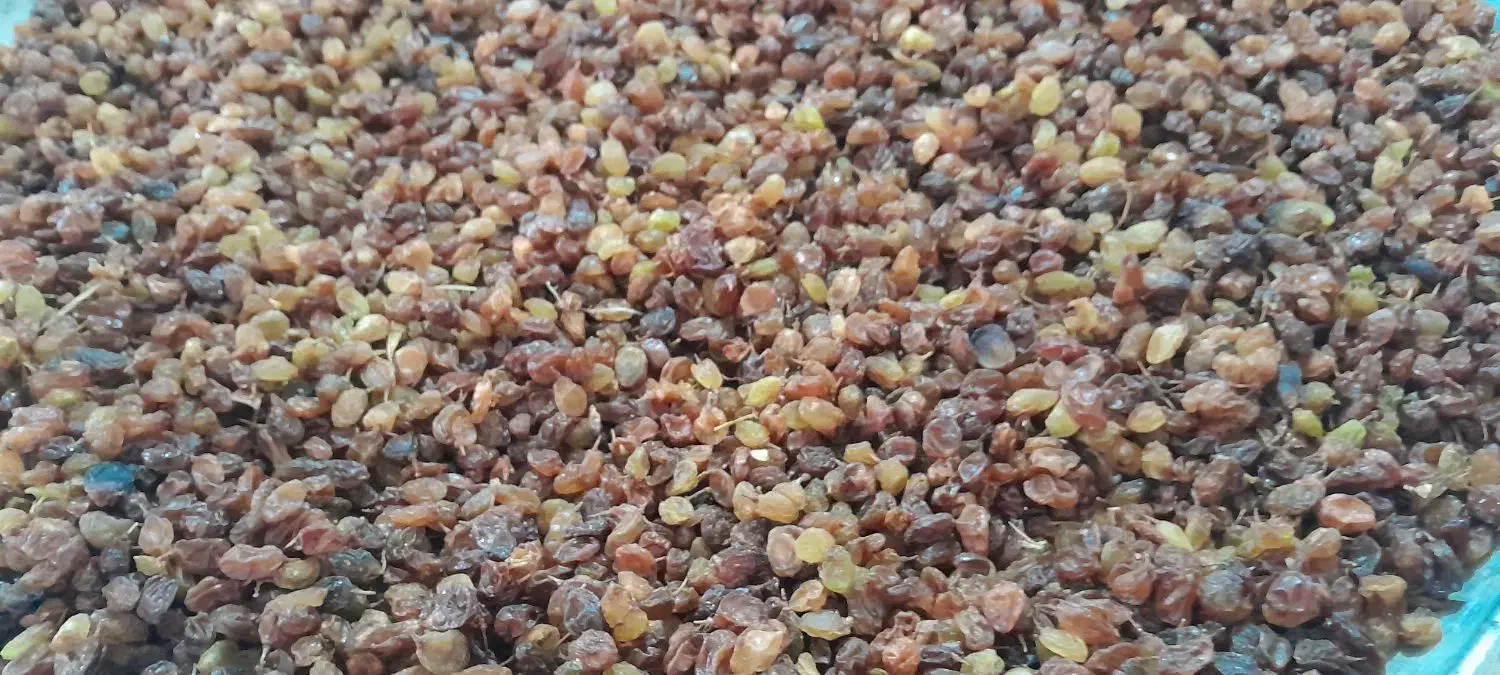 کشمش ارگانیکسیسخت|خوردنی و آشامیدنی|یاسوج, |دیوار