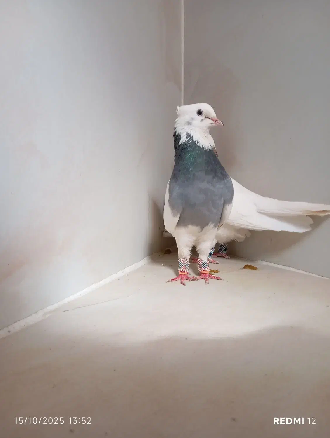 کبوتر طوقی|پرنده|پیرانشهر, |دیوار