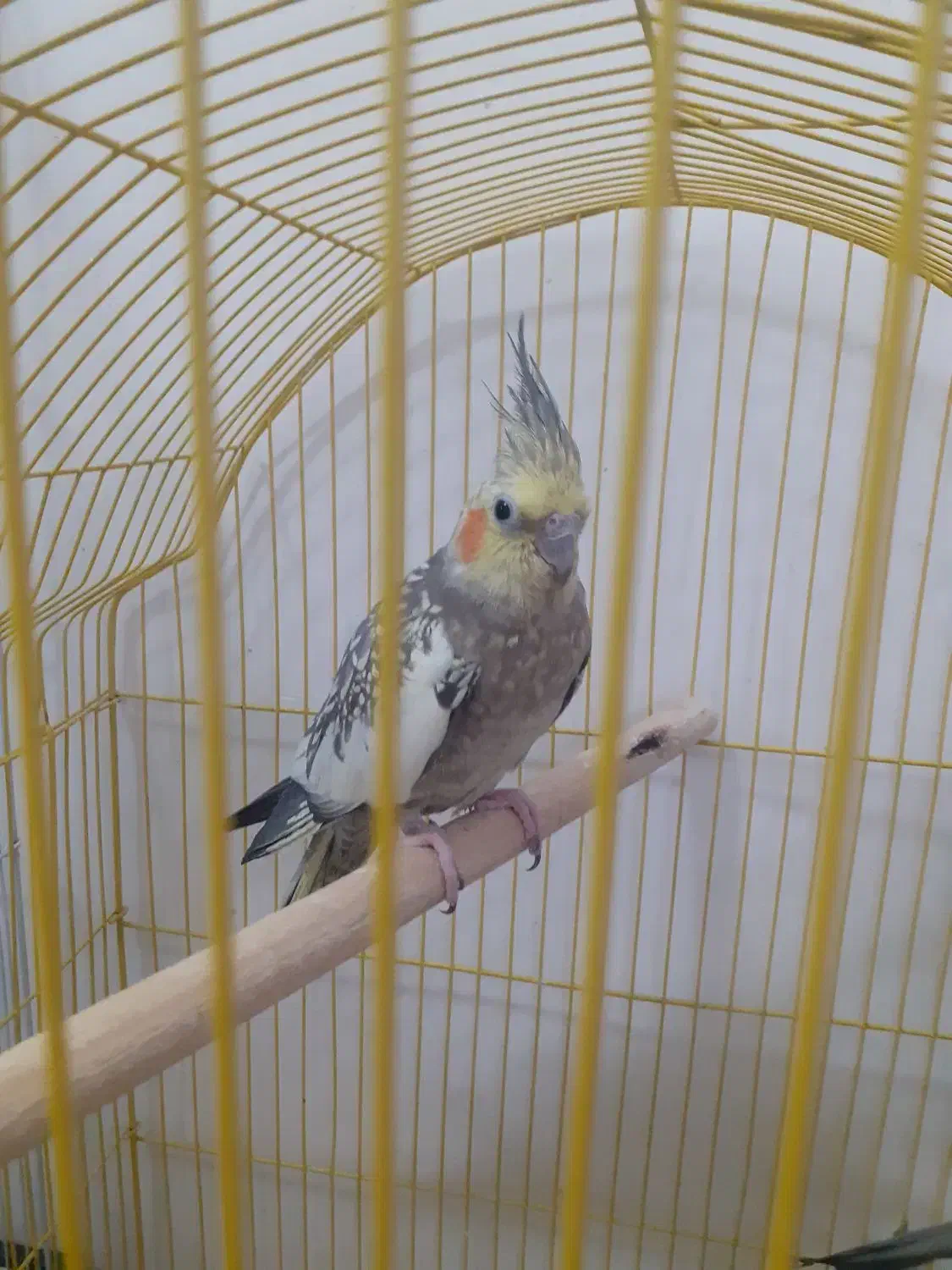 عروس هلندی|پرنده|قرچک, میرزائی جنوبی|دیوار