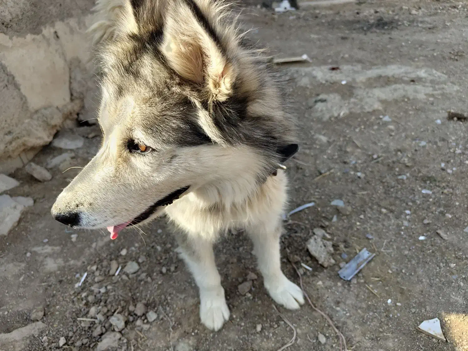 سگ هاسکی نر|سگ|کرمانشاه, |دیوار