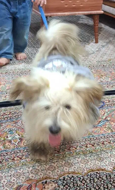 سگ پاکوتاه نر شیتزو|سگ|اردبیل, |دیوار