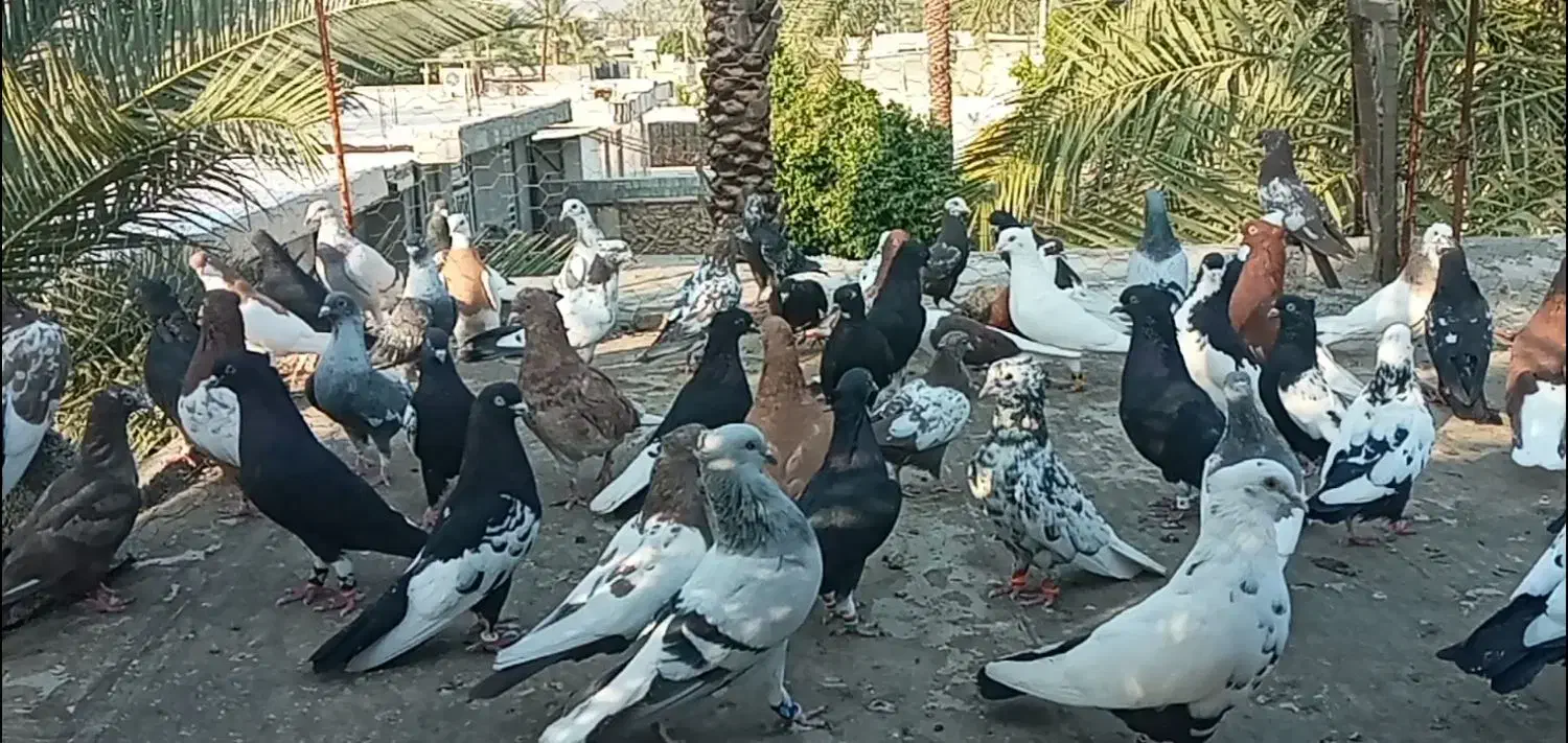 بهبهانی و شهری نرو ماده|پرنده|شیراز, بازار|دیوار