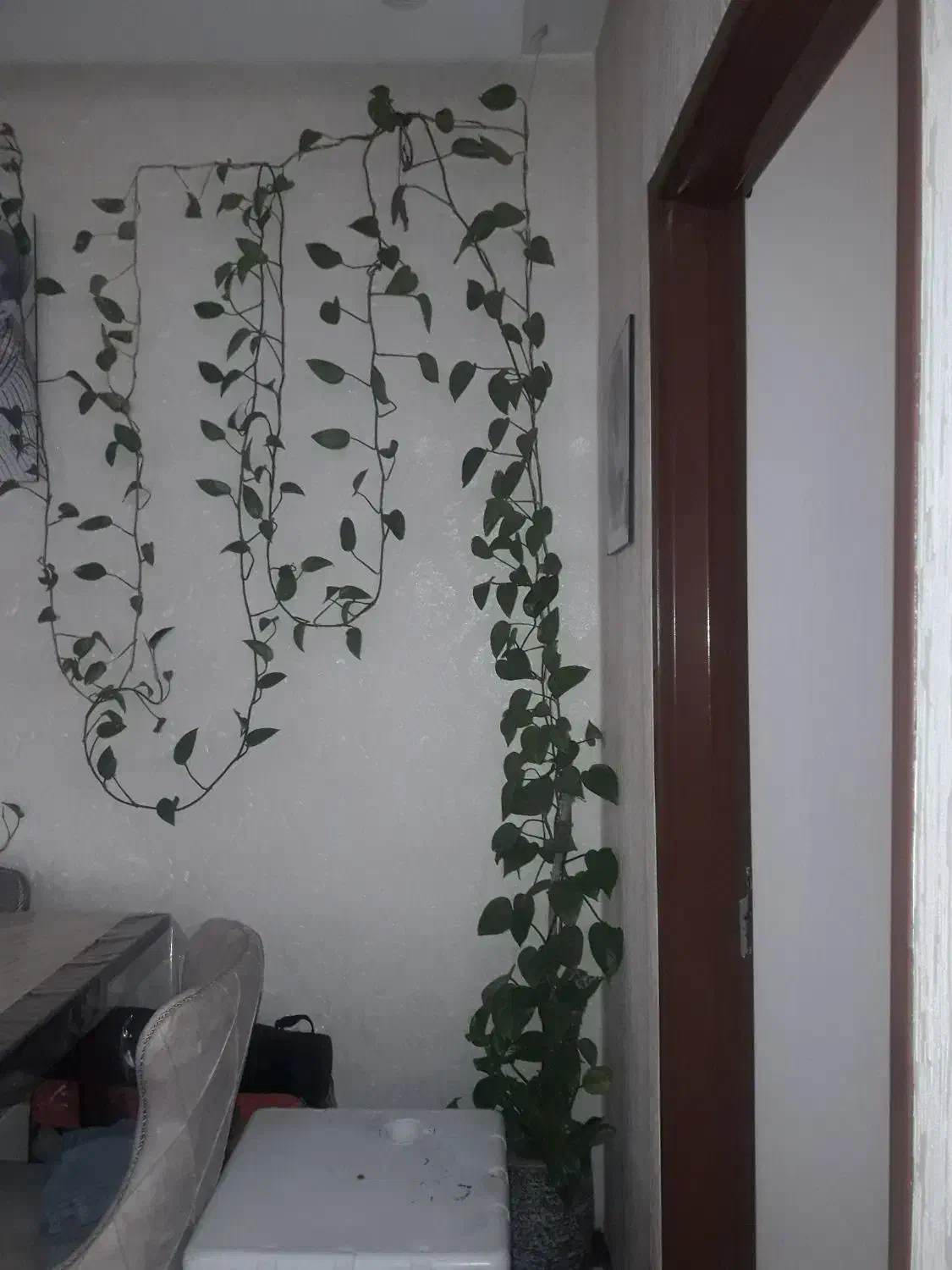 گل پتوس|گل و گیاه طبیعی|اصفهان, بهارستان|دیوار