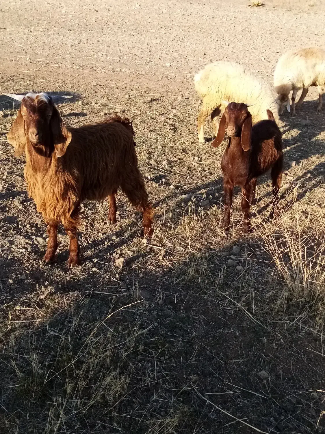 یک راس بز گوشتی 2راس بزغاله نر و ماده|حیوانات مزرعه|ارشق, |دیوار