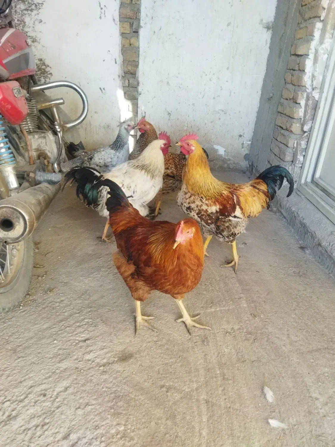 خروس جوان گوشتی|حیوانات مزرعه|سراب, |دیوار