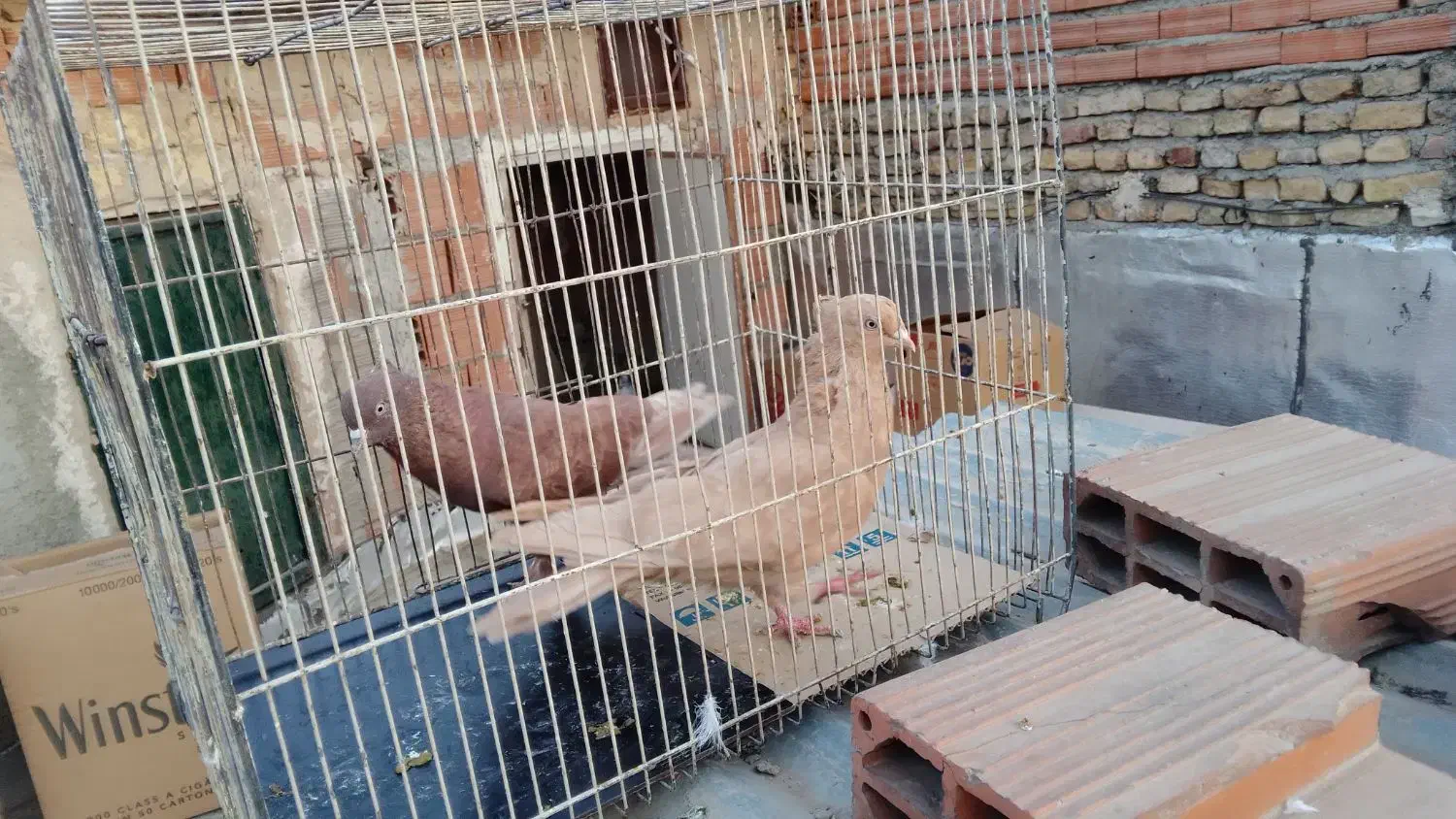 کبوتر پرشی سید|پرنده|بومهن, |دیوار