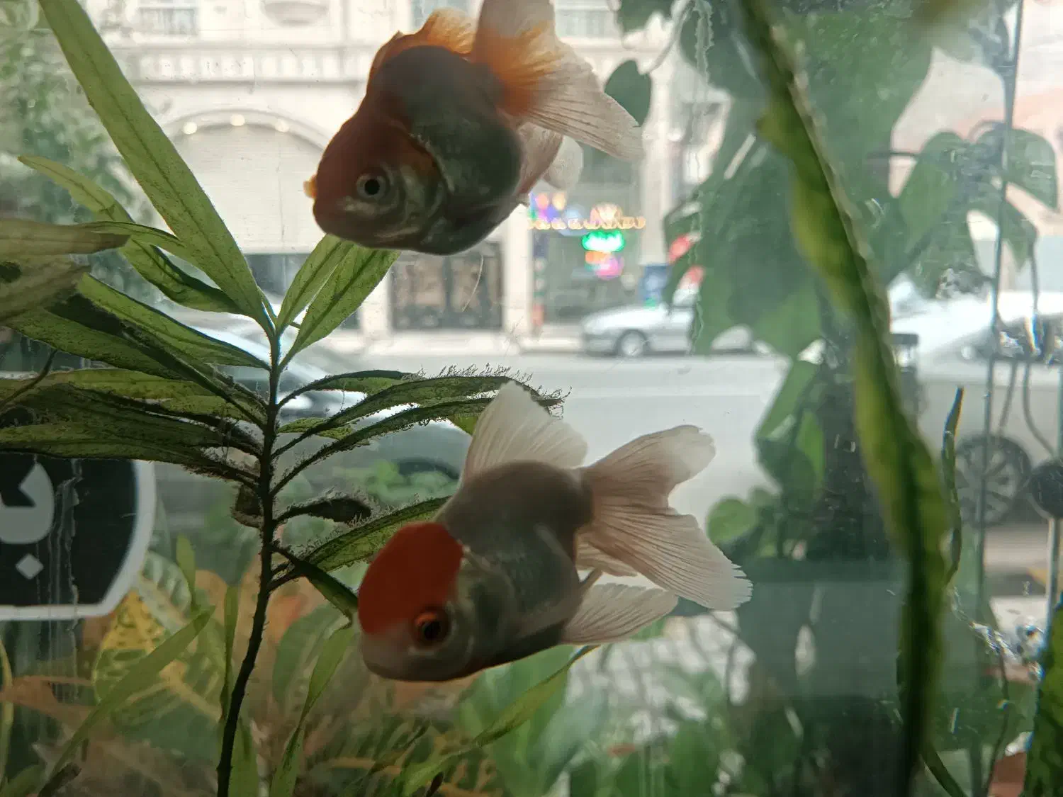 آکواریوم،لوازم جانبی و انواع ماهی‌های زینتی|ماهی|گنبد کاووس, |دیوار