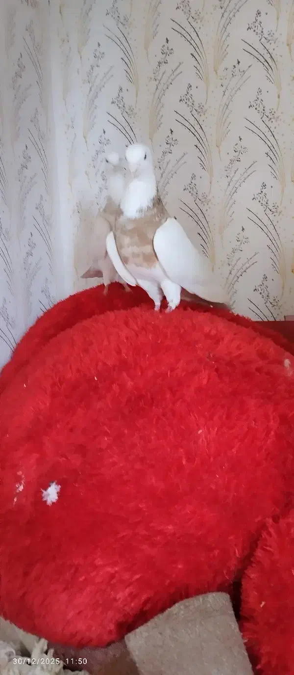 طوقی|پرنده|دینور, |دیوار