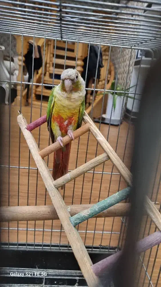 پرنده|پرنده|گرمسار, |دیوار