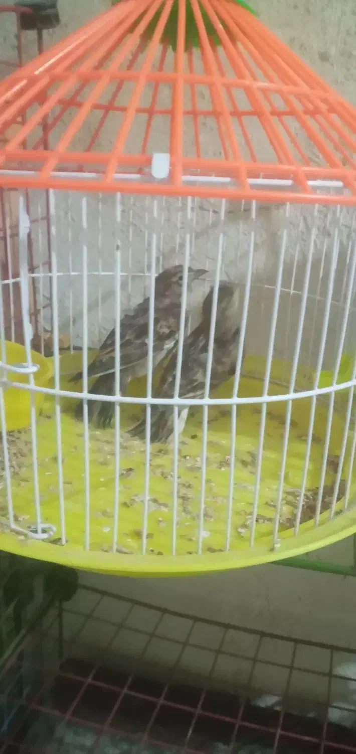 پرنده|پرنده|دزفول, |دیوار