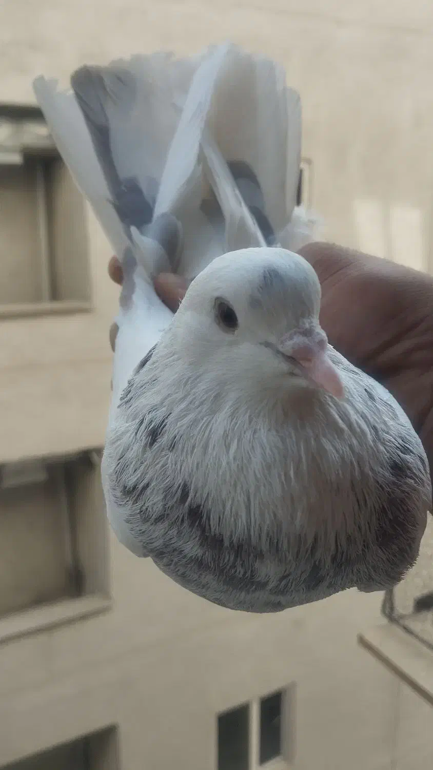 کبوتر|پرنده|پردیس, فاز ۸|دیوار