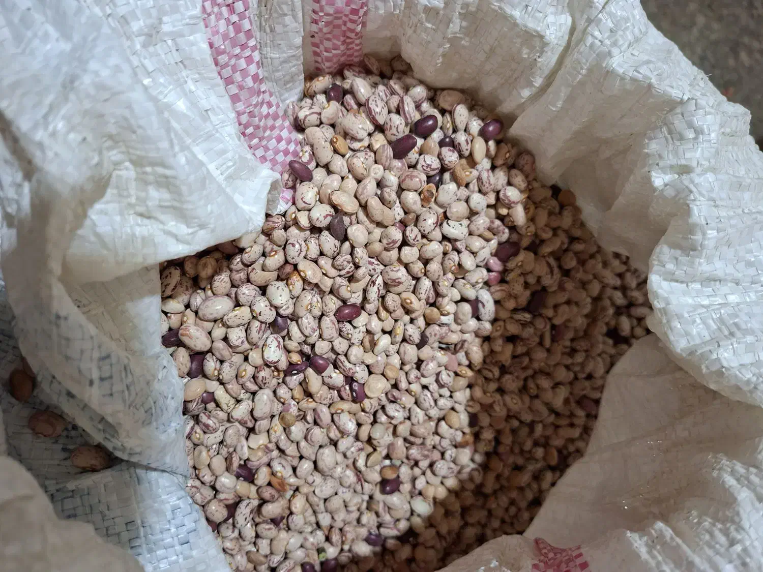 لوبیا چیتی|خوردنی و آشامیدنی|دهگلان, |دیوار