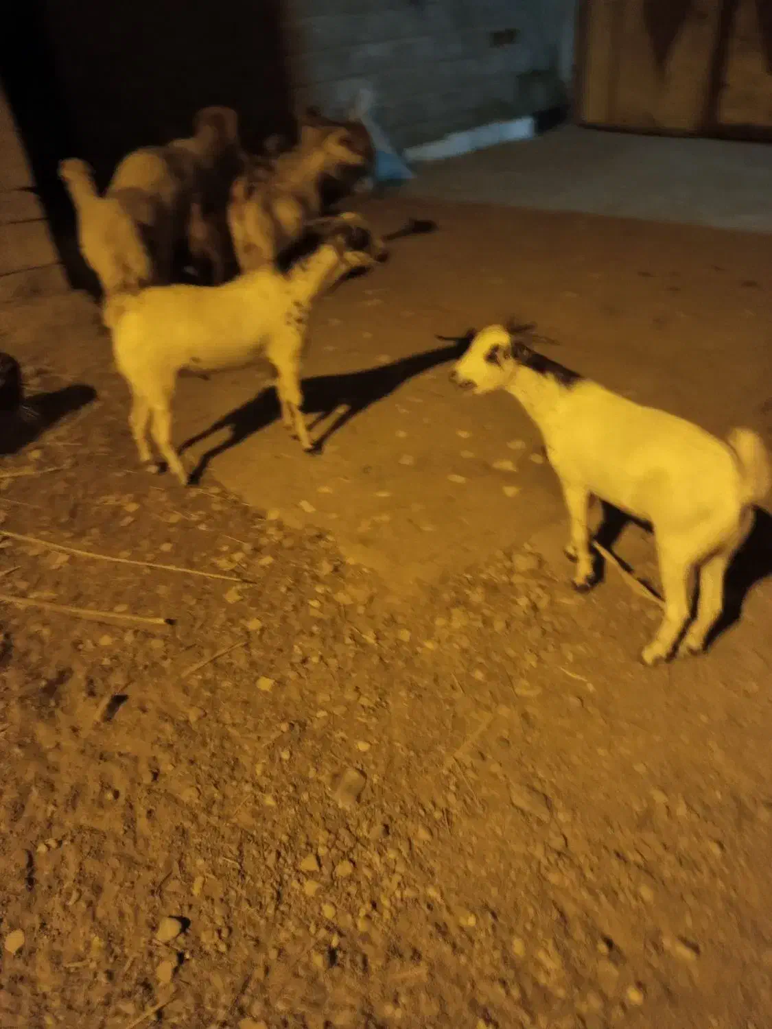 کهر نر|حیوانات مزرعه|فین, |دیوار