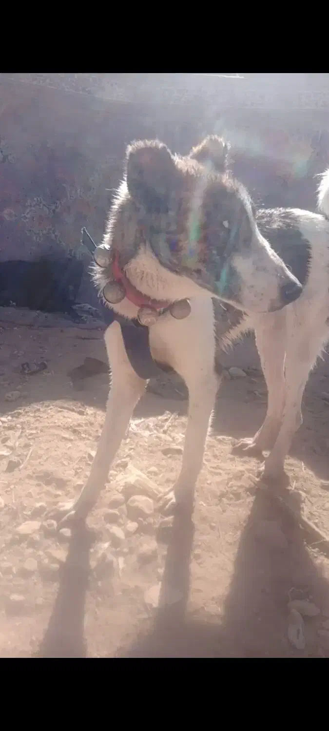 خراسانی رنگ خاص|سگ|شیراز, باغشهر اهل بیت|دیوار