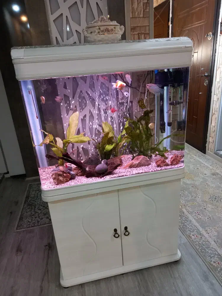 آکواریوم|ماهیگیری|فولادشهر, C8|دیوار