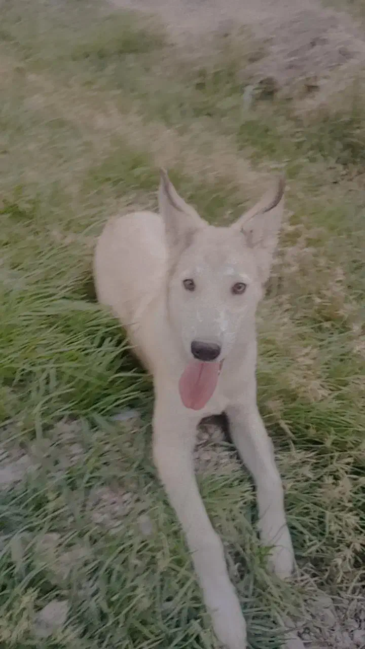 سگ ماده هاسکی فروشی|سگ|ایرانشهر, |دیوار