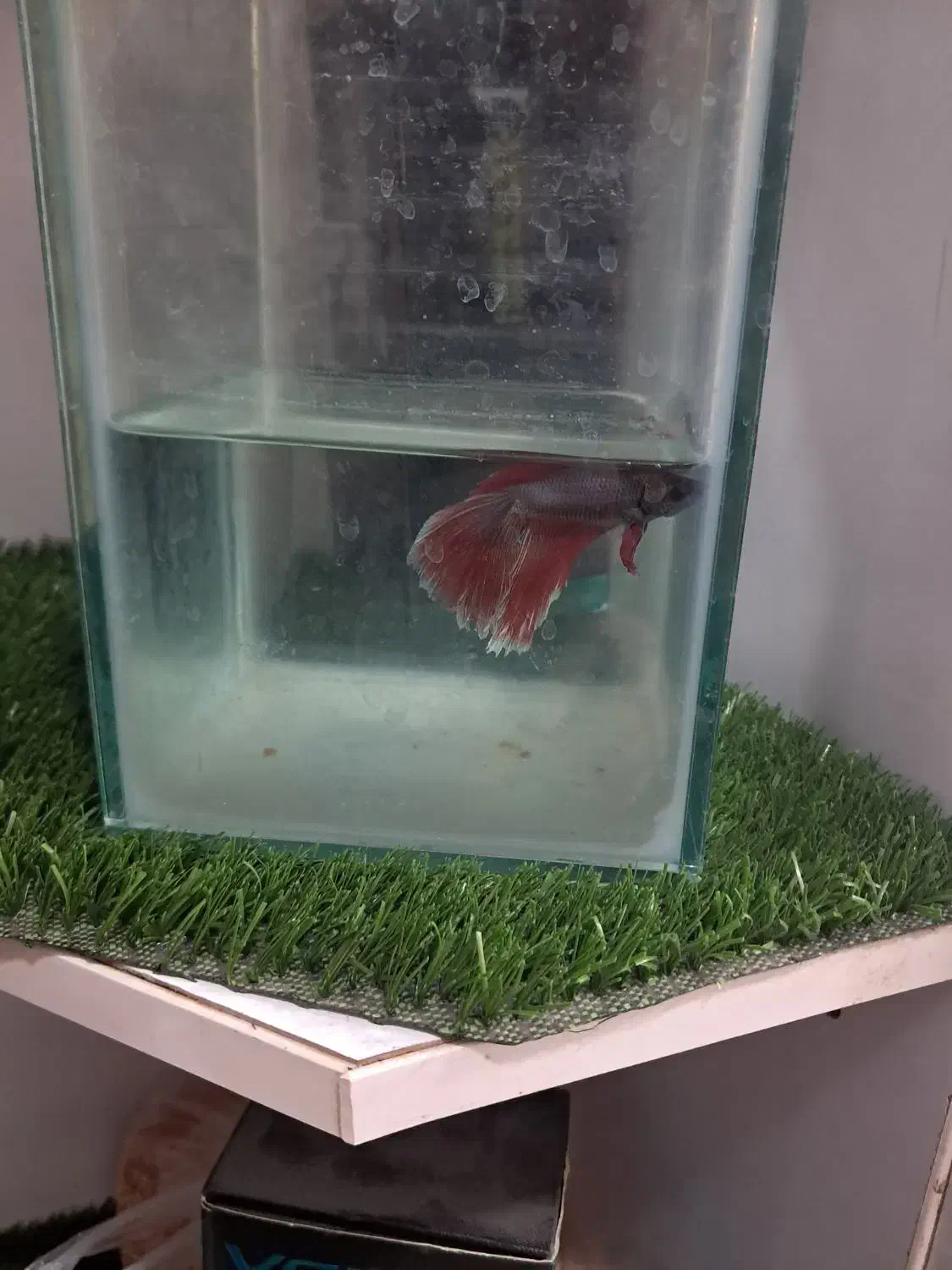 فایر برا تکثیر|ماهی|اردبیل, |دیوار