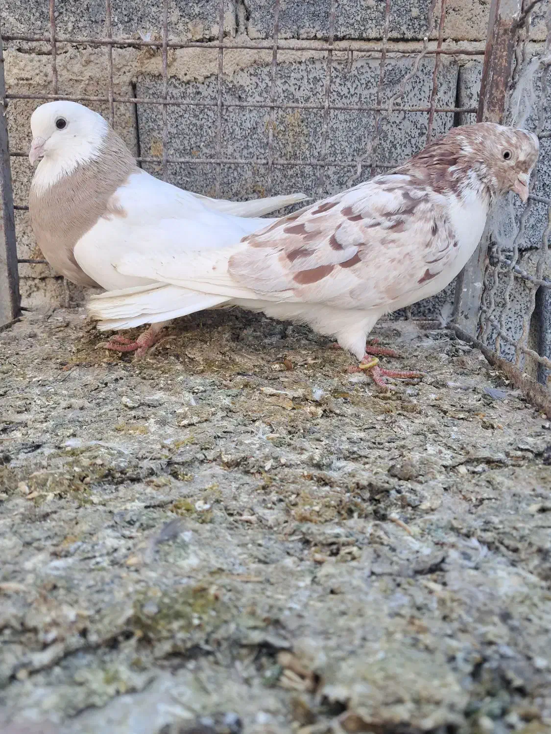 کبوتر پرشی|پرنده|گلپایگان, |دیوار