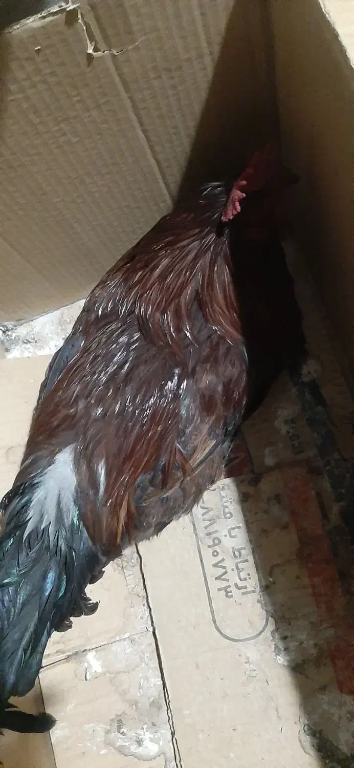 خروس|حیوانات مزرعه|پاتاوه, |دیوار