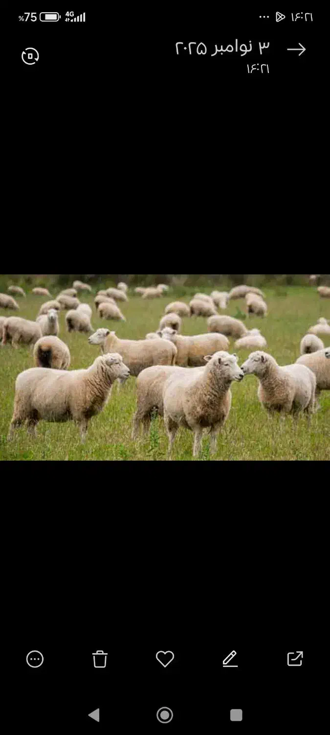 چوپان|استخدام سرایداری و نظافت|سرپل ذهاب, |دیوار