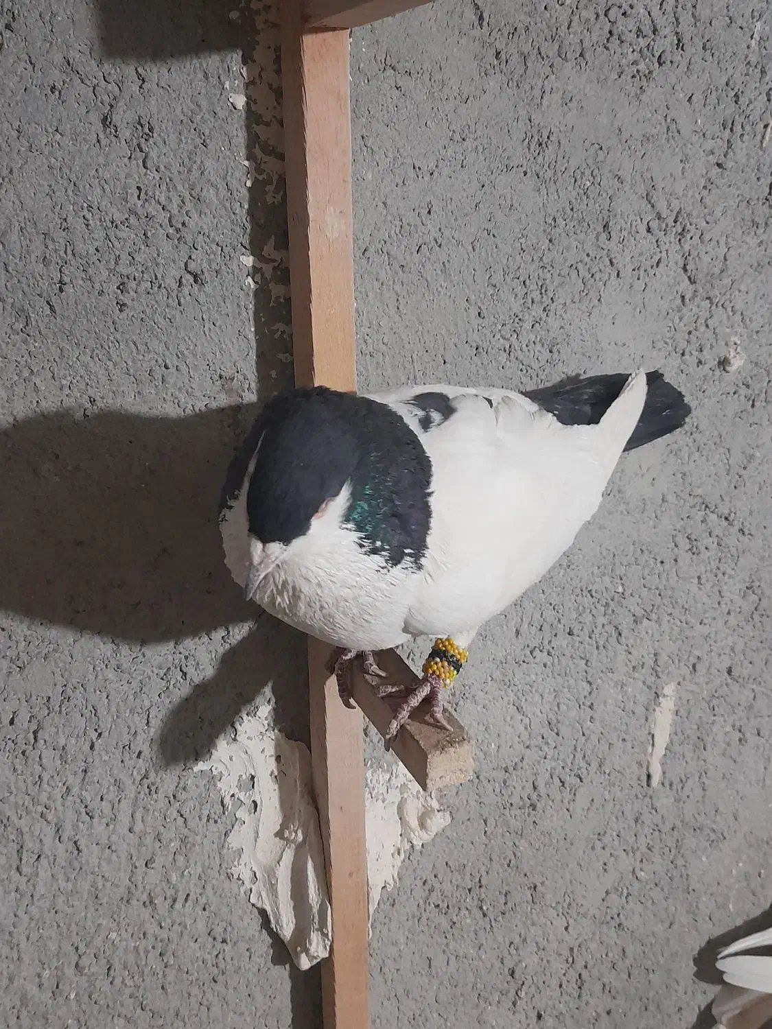 کبوتر لچگی نر|پرنده|کرمانشاه, |دیوار