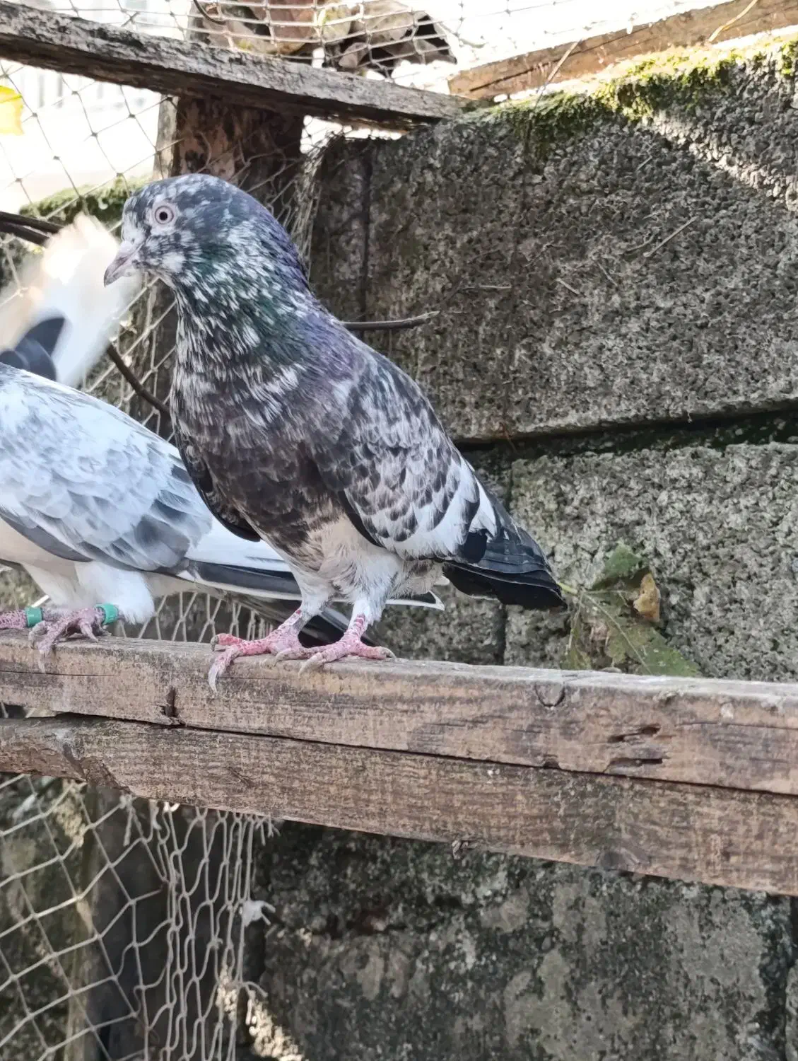 فروش کبوتران فوق پرشی|پرنده|رامسر, |دیوار