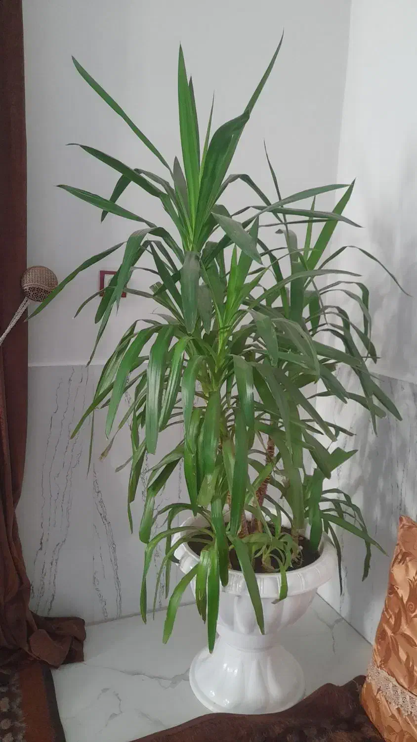 ...|گل و گیاه طبیعی|انزل, |دیوار