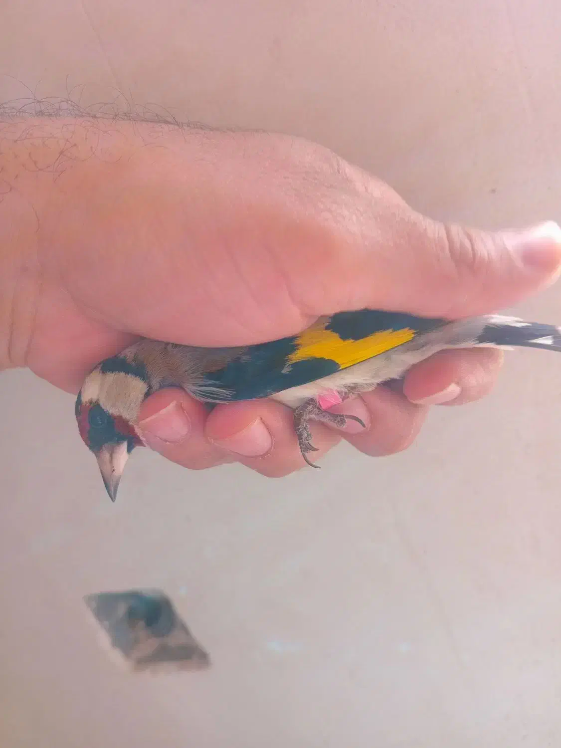 سهره نر|پرنده|نقده, |دیوار