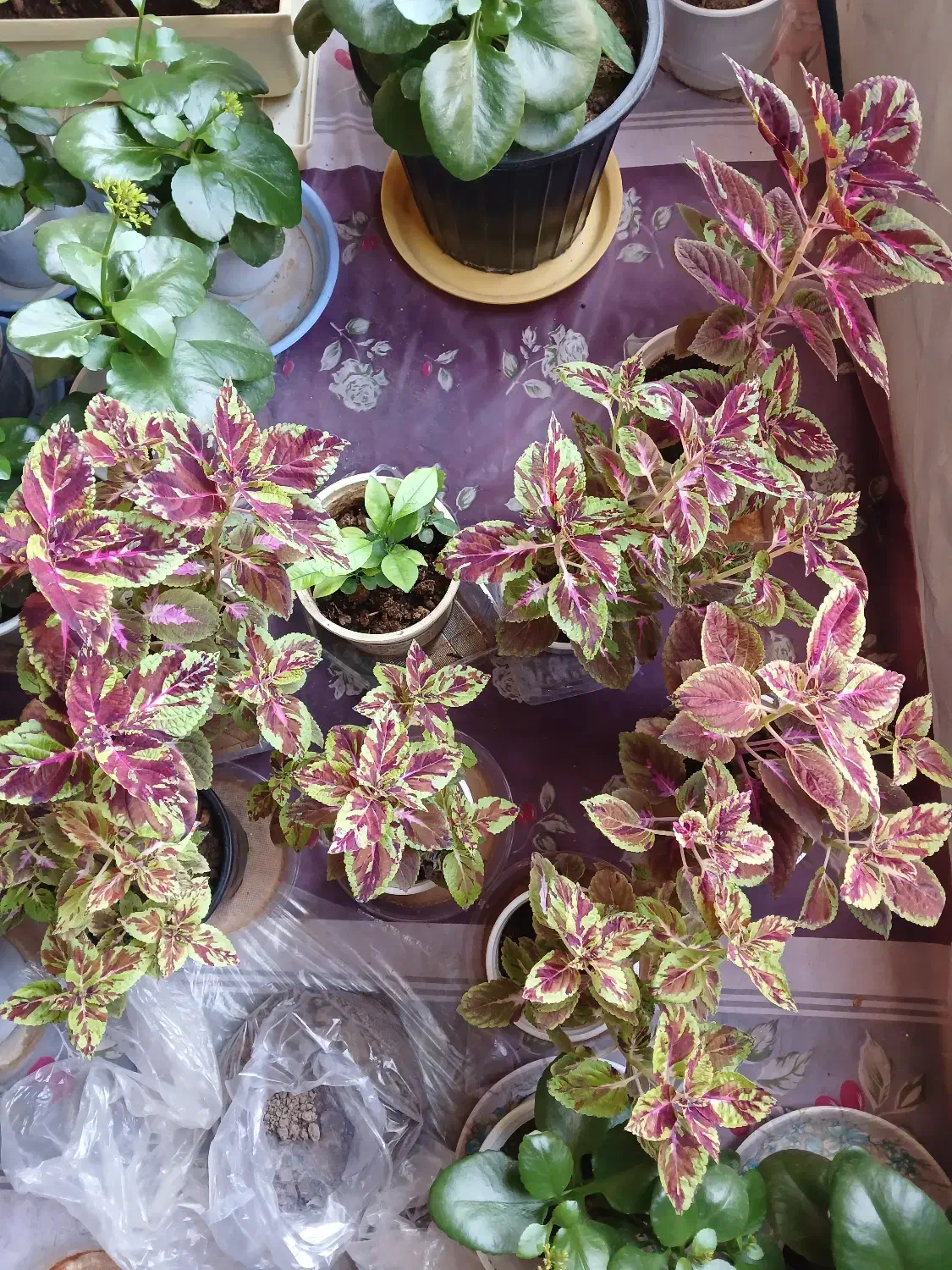 گل حسن یوسف و گل قاشقی|گل و گیاه طبیعی|گوگان, |دیوار