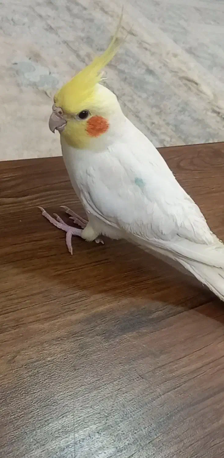 گمشده|پرنده|تربت جام, فاز ۳ فرهنگیان|دیوار